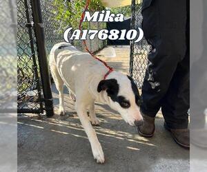 Labrador Retriever-Unknown Mix Dogs for adoption in Tulsa, OK, USA