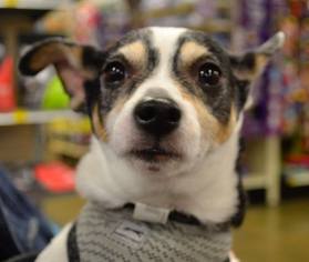 Rat Terrier Dogs for adoption in Rolling Meadows, IL, USA