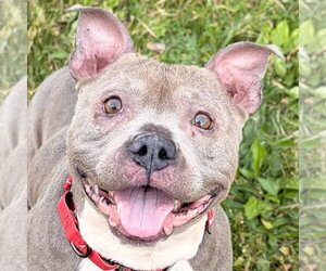 Mutt Dogs for adoption in Jefferson, WI, USA