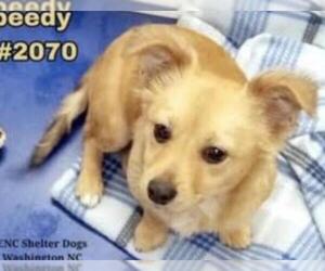 Papshund Dogs for adoption in Washington, DC, USA