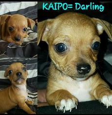 Chihuahua Dogs for adoption in Colton, CA, USA