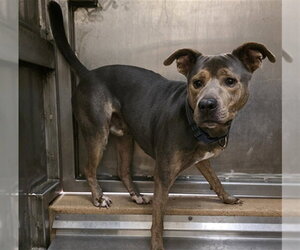 Mutt Dogs for adoption in Martinez, CA, USA