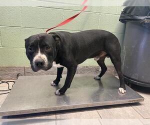 American Staffordshire Terrier-Unknown Mix Dogs for adoption in Grand Prairie, TX, USA