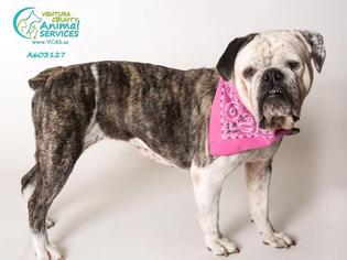 Bulldog Dogs for adoption in Camarillo, CA, USA