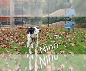 Anatolian Shepherd-Border Collie Mix Dogs for adoption in South Lake Tahoe, CA, USA