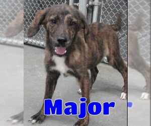 Catahoula Leopard Dog Dogs for adoption in Lawrenceburg, KY, USA