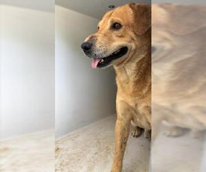 Labrador Retriever Dogs for adoption in Houston, TX, USA