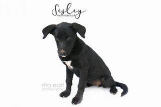 Labrador Retriever-Unknown Mix Dogs for adoption in Los Angeles, CA, USA