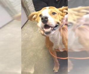 Mutt Dogs for adoption in Tulsa, OK, USA