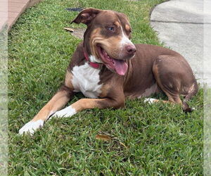 Mutt Dogs for adoption in Kankakee, IL, USA