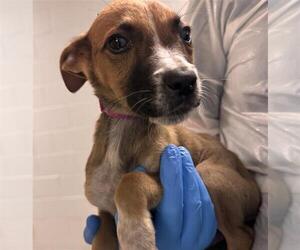 Labrador Retriever-Unknown Mix Dogs for adoption in Conroe, TX, USA