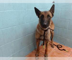 Mutt Dogs for adoption in Downey, CA, USA