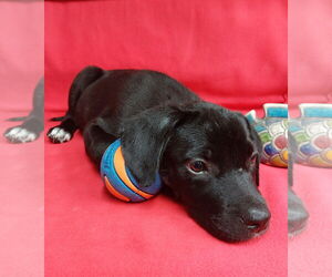 Labbe Dogs for adoption in Sanford, FL, USA