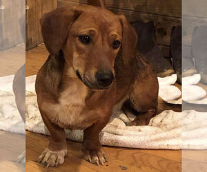 Dachshund-Unknown Mix Dogs for adoption in Asheville, NC, USA