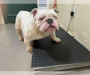 Bulldog Dogs for adoption in Pasadena, CA, USA