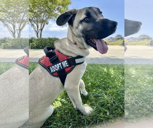 Mutt Dogs for adoption in San Diego, CA, USA