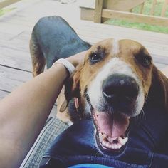 American Foxhound-Unknown Mix Dogs for adoption in Cool Ridge, WV, USA