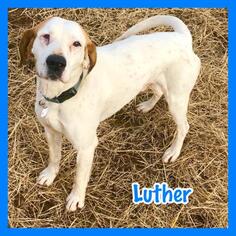 Coonhound Dogs for adoption in Jasper, IN, USA