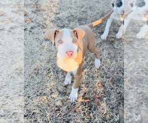 American Pit Bull Terrier Dogs for adoption in Claremore, OK, USA