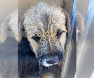 Mutt Dogs for adoption in Oklahoma City, OK, USA