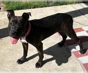 American Pit Bull Terrier Dogs for adoption in Martinez, CA, USA