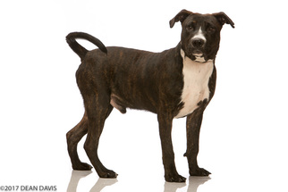 American Staffordshire Terrier Dogs for adoption in Spokane, WA, USA