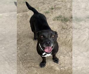 Chihuahua-Unknown Mix Dogs for adoption in Riverside, CA, USA
