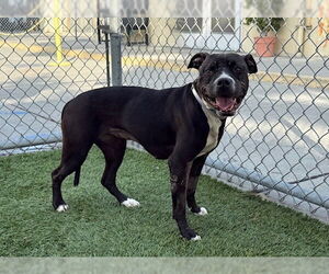 Mutt Dogs for adoption in Downey, CA, USA