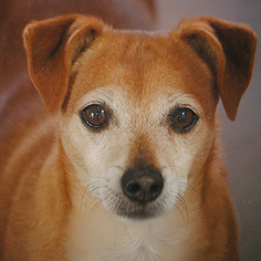 Jack Chi Dogs for adoption in Kanab, UT, USA