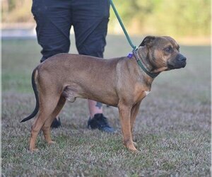 Boxer Dogs for adoption in Lacombe, LA, USA