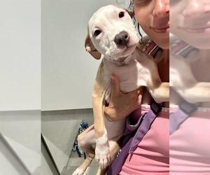 American Pit Bull Terrier Dogs for adoption in San Francisco, CA, USA