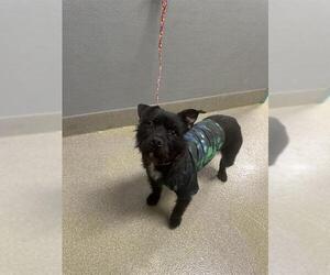 Mutt Dogs for adoption in Las Vegas, NV, USA