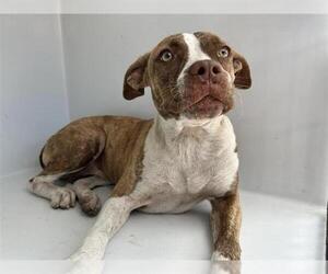 Mutt Dogs for adoption in Houston, TX, USA
