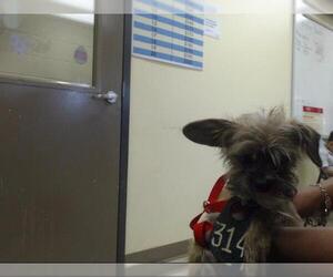 Brussels Griffon Dogs for adoption in Houston, TX, USA