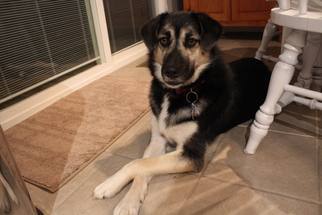 German Shepherd Dog-Unknown Mix Dogs for adoption in Gainesville, VA, USA