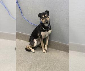 Medium Photo #1 German Shepherd Dog-Unknown Mix Puppy For Sale in Las Vegas, NV, USA