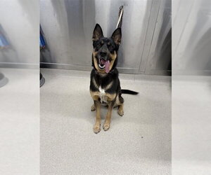 German Shepherd Dog-Unknown Mix Dogs for adoption in Fairbanks, AK, USA