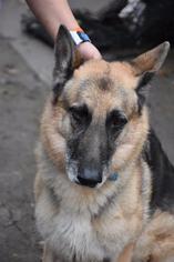 German Shepherd Dog Dogs for adoption in Danbury, CT, USA