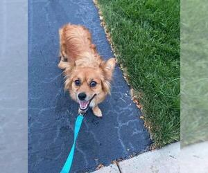 Dorgi Dogs for adoption in Gilberts, IL, USA