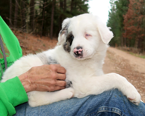 Medium Photo #1 Sheprador Puppy For Sale in Eureka Springs, AR, USA