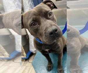 American Bulldog-Unknown Mix Dogs for adoption in Mobile, AL, USA