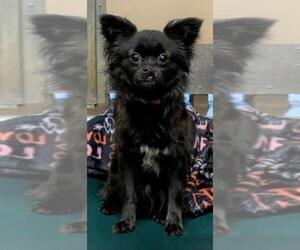 Pomeranian Dogs for adoption in Staley, NC, USA
