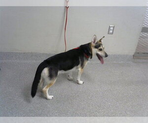 Cardigan Welsh Corgi-Unknown Mix Dogs for adoption in Pasadena, TX, USA