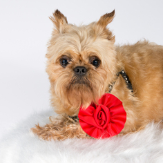Brussels Griffon Dogs for adoption in St. Louis Park, MN, USA