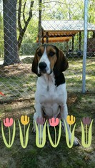Treeing Walker Coonhound Dogs for adoption in Laurinburg, NC, USA