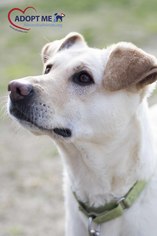 Small Labrador Retriever Mix