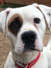 American Bulldog Dogs for adoption in Pacolet, SC, USA