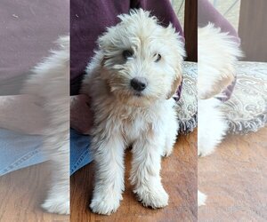 Goldendoodle Dogs for adoption in Vernon, IN, USA