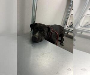 Labrador Retriever Dogs for adoption in Corpus Christi, TX, USA