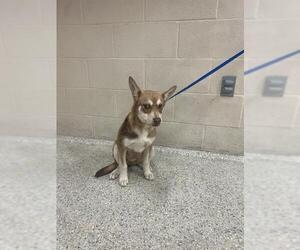 Siberian Husky-Unknown Mix Dogs for adoption in Conroe, TX, USA